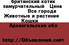 британский котик замурчательный › Цена ­ 12 000 - Все города Животные и растения » Кошки   . Архангельская обл.